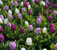 Tulipan Prince Mix hvid 60 løg